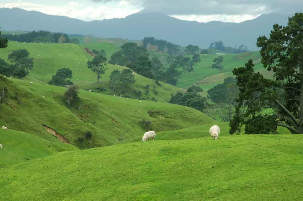 93 - Nueva Zelanda - Matamata, tierra de los hobbits